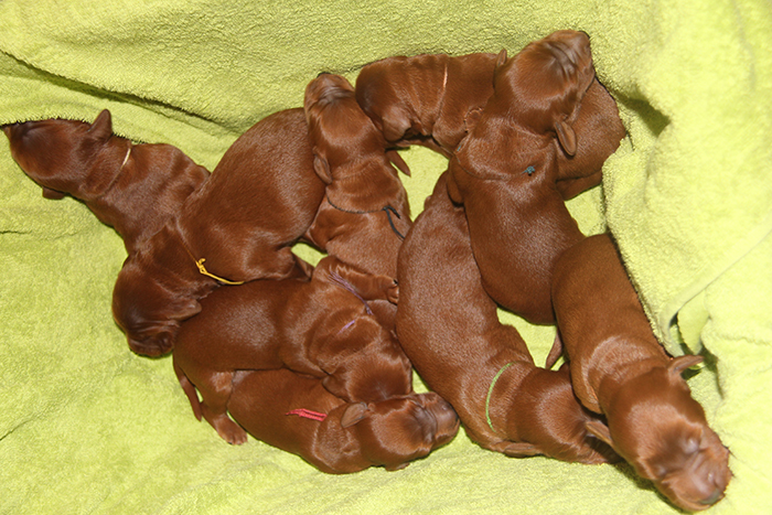  Irish setter puppies - litter C